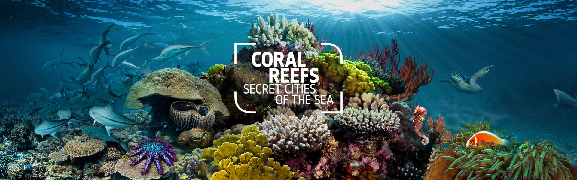 Coral Reefs: Secret Cities of the Sea logo